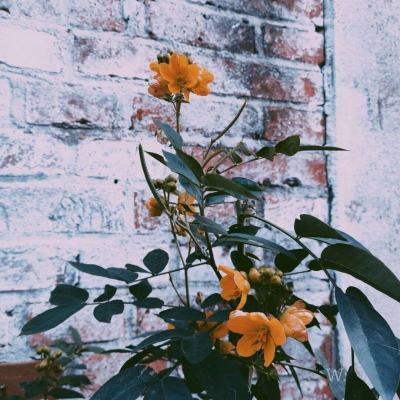 火狐电竞手机app下载